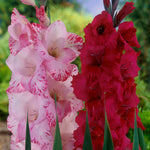 Gladiolus - Magenta Blend