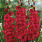 Gladiolus - Magenta Blend