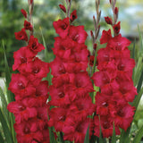 Gladiolus - Magenta Blend