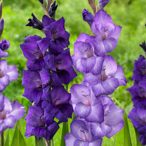 Gladiolus - Cyan Blend
