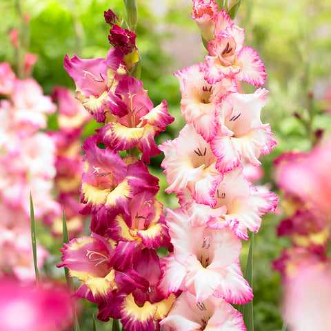 Gladiolus - Priscilla Blend