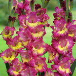 Gladiolus - Priscilla Blend