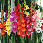 Gladiolus - Large Flowering Endless Summer Mixture