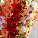 Gladiolus - Large Flowering Endless Summer Mixture