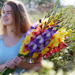 Gladiolus - Large Flowering Endless Summer Mixture