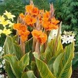 Canna - Giant - Bengal Tiger