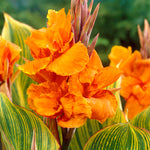 Canna - Giant - Bengal Tiger