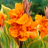 Canna - Giant - Bengal Tiger