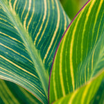 Canna - Giant - Bengal Tiger