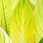 Canna - Giant - Bengal Tiger