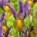 Dutch Iris - Picasso