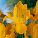 Dutch Iris - Golden Beauty