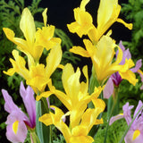 Dutch Iris - Golden Beauty