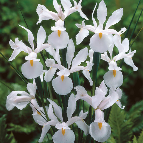 Dutch Iris - Casablanca