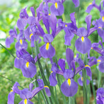 Dutch Iris - Telstar