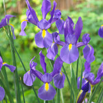 Dutch Iris - Telstar