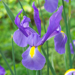 Dutch Iris - Telstar