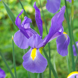 Dutch Iris - Telstar