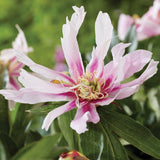 Peony - Itoh - Ballarena de Saval