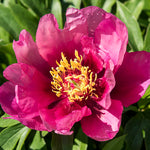 Peony - Itoh - Purple Sensation