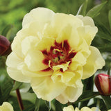 Peony - Itoh - Yellow Waterlily