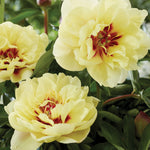 Peony - Itoh - Yellow Waterlily