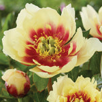 Peony - Itoh - Yellow Dream