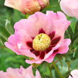 Peony - Itoh - Pastel Splendor