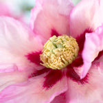 Peony - Itoh - Pastel Splendor