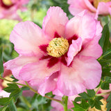 Peony - Itoh - Pastel Splendor