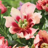 Peony - Itoh - Old Rose Dandy