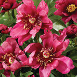 Peony - Itoh - Pink Ardour