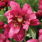 Peony - Itoh - Pink Ardour