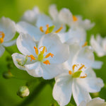 Skeleton Flower - Woodland Plant