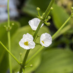 Skeleton Flower - Woodland Plant