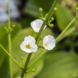 Skeleton Flower - Woodland Plant
