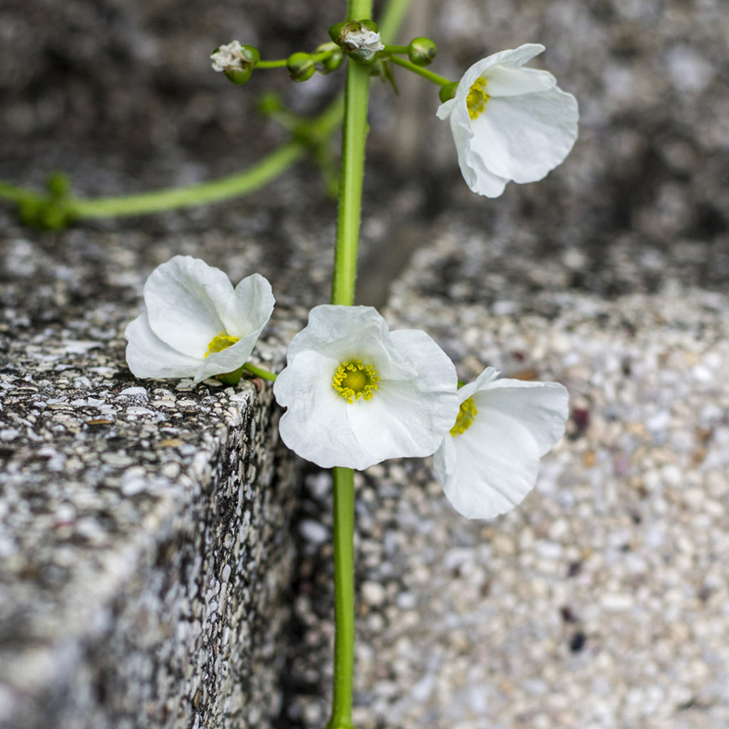 Skeleton Flower Woodland Plant Plantcetera