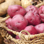 Potato - USDA Organic - Dark Red Norland - GMO Free