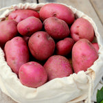 Potato - USDA Organic - Dark Red Norland - GMO Free