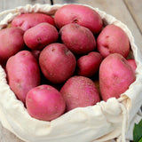 Potato - USDA Organic - Dark Red Norland - GMO Free