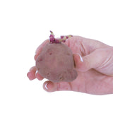 Potato - USDA Organic - Dark Red Norland - GMO Free