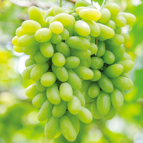 Grape - Marquis Seedless - GMO Free