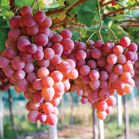 Grape - Einset Seedless - GMO Free