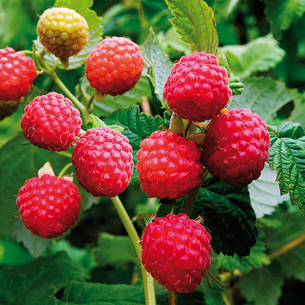 Raspberry - Latham Red – Plantcetera