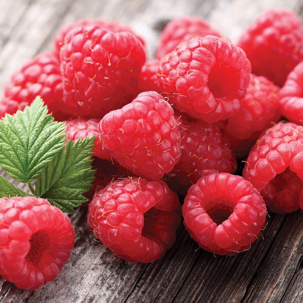 Raspberry - Latham Red – Plantcetera