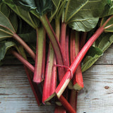 Rhubarb - Victoria