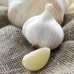 Garlic - Italian Late