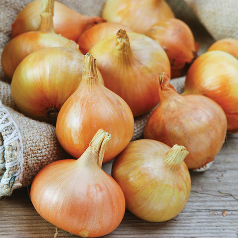 Onion Sets - Yellow
