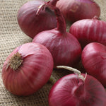 Onion Sets - Red