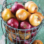 Onion Sets - Red